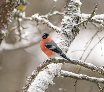 Обыкновенный снегирь шелушит семечко