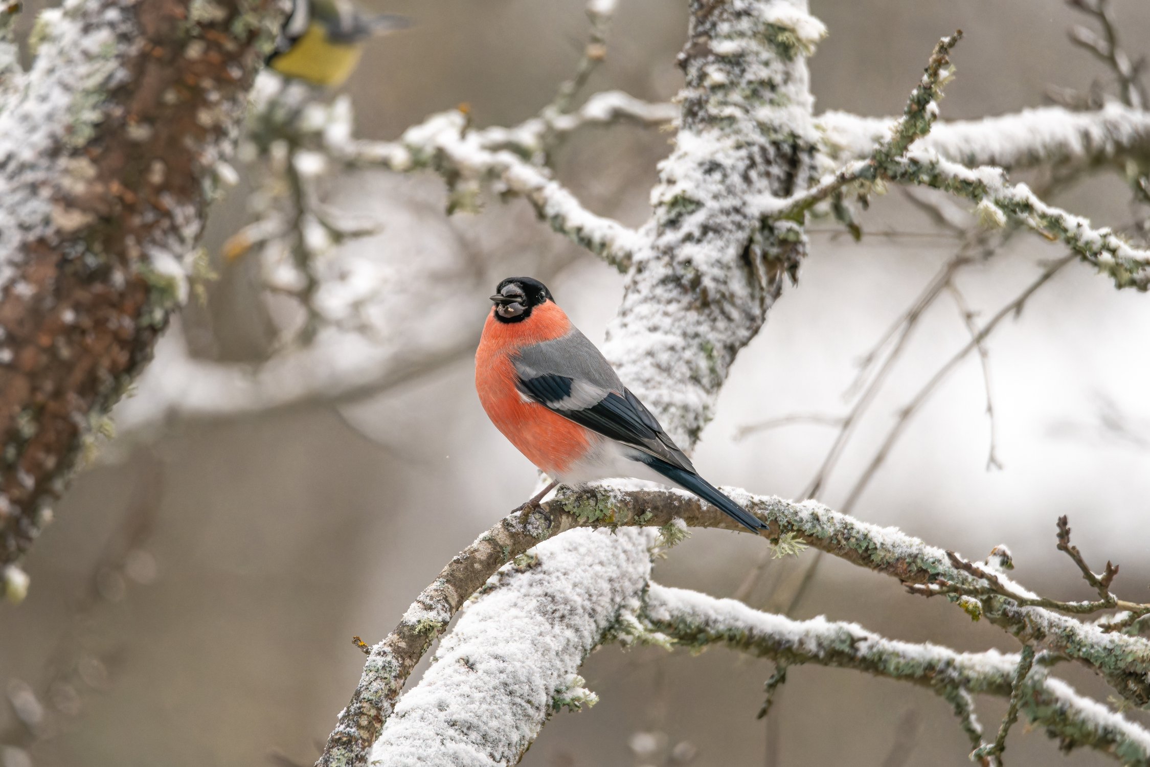Обыкновенный снегирь шелушит семечко