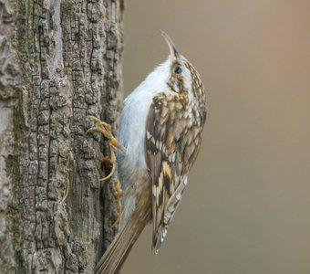 Обыкновенная пищуха