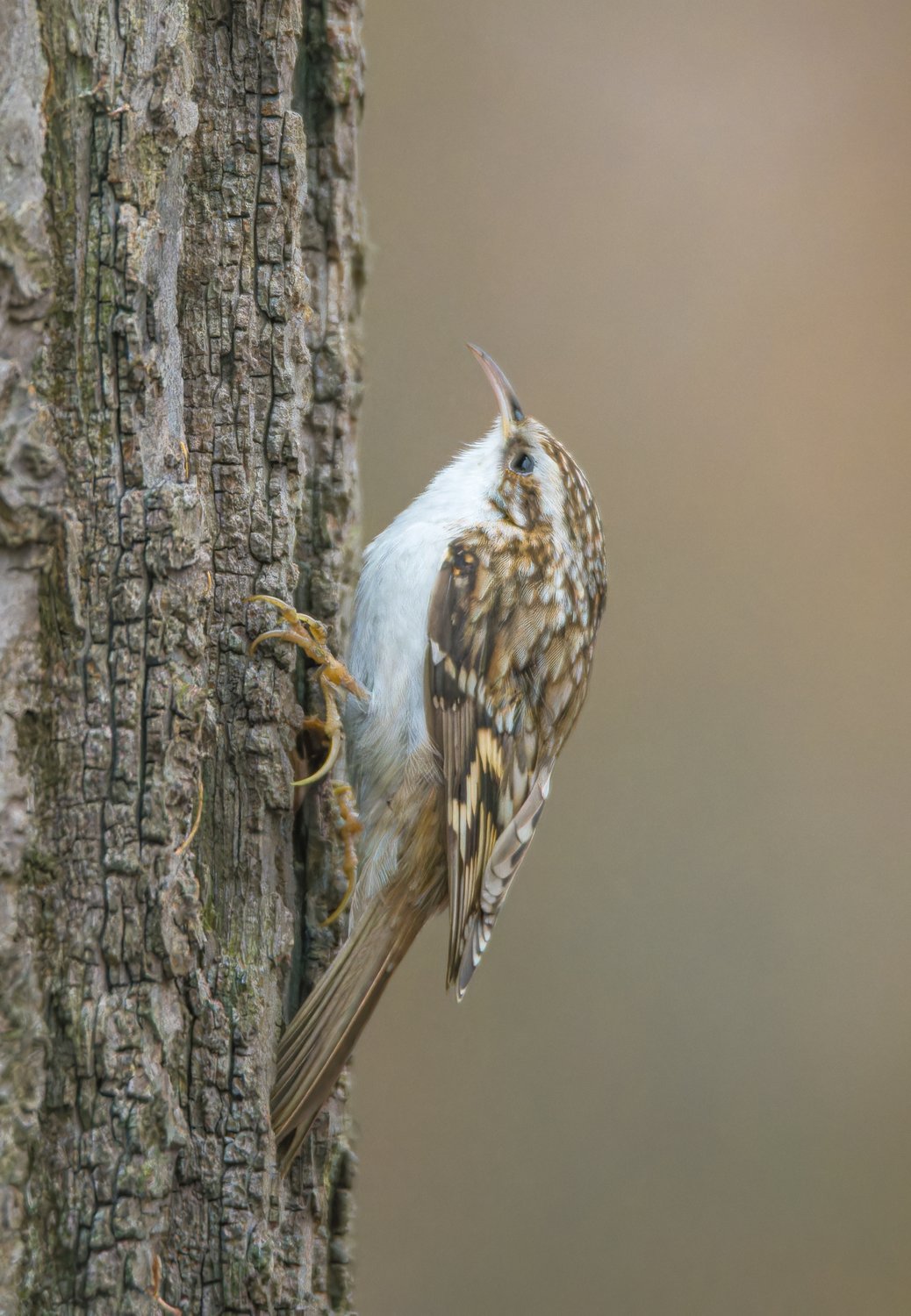 Обыкновенная пищуха