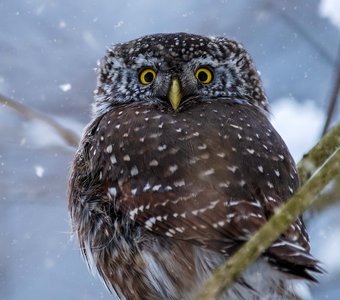 В плену снежного волшебства