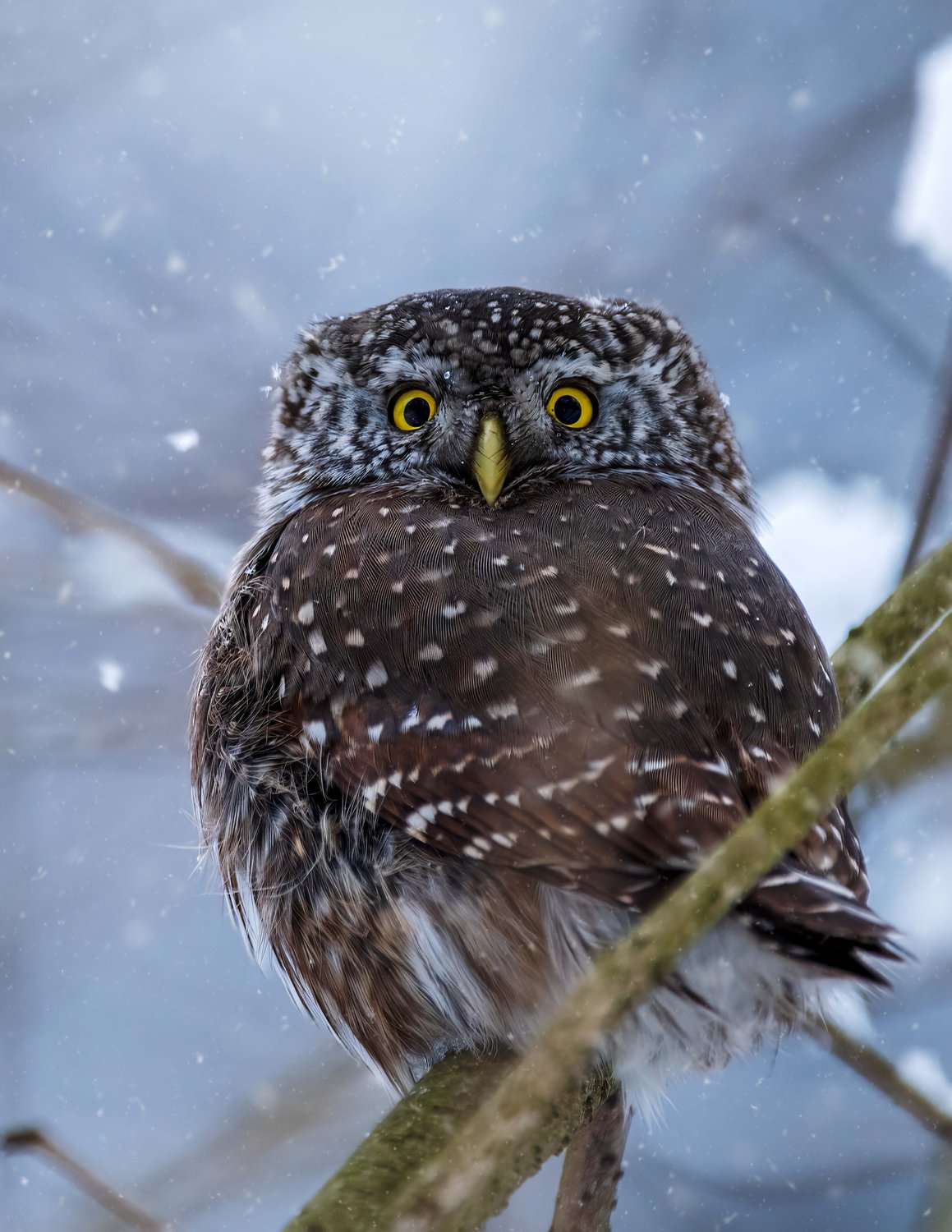 В плену снежного волшебства