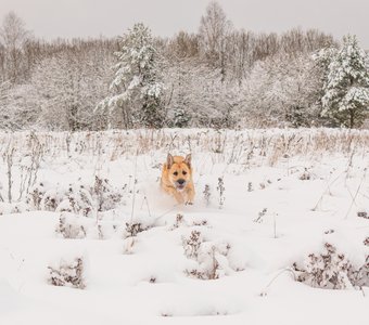 Из снежного плена к хозяйке лечу я!
