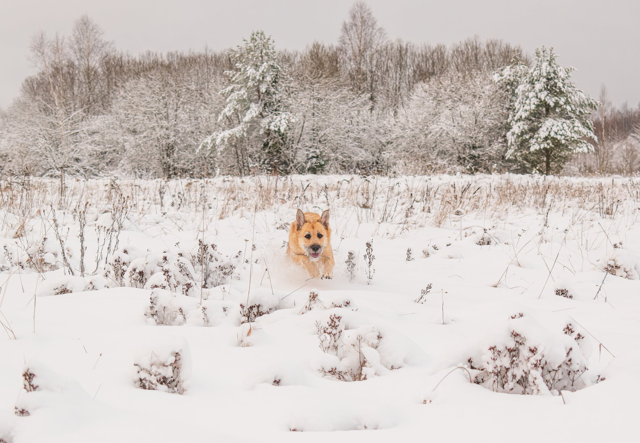 Из снежного плена к хозяйке лечу я!