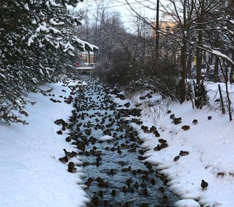 Утки зимуют у канала в Петергофе