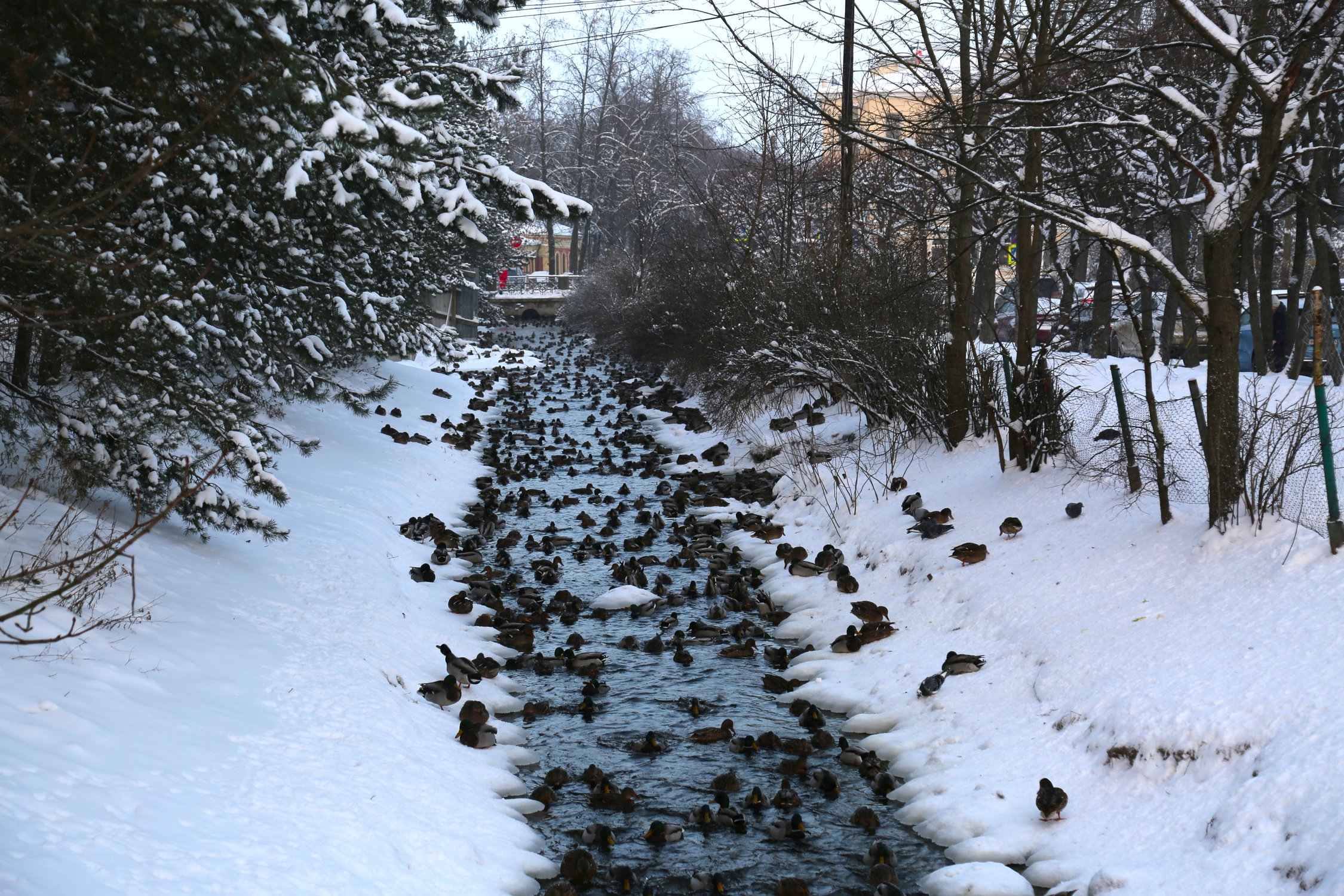 Утки зимуют у канала в Петергофе