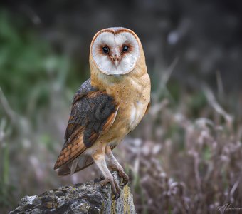 Черноглазая