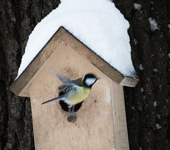 Без названия