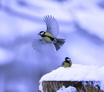 Зимний танец на двоих