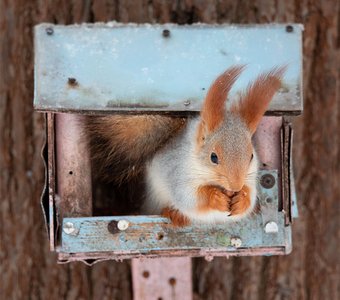 Кто-кто в теремочке живёт?