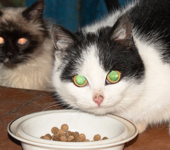 Дикие коты гостят у нас