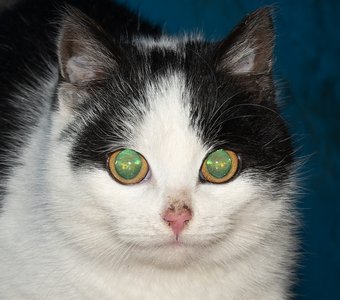 Космические глаза дикого кота