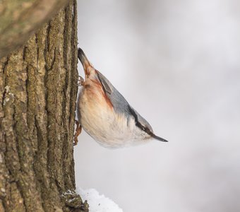 Поползень спускается вниз