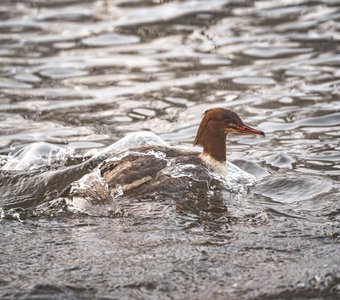 Крохалиха поднимает волну