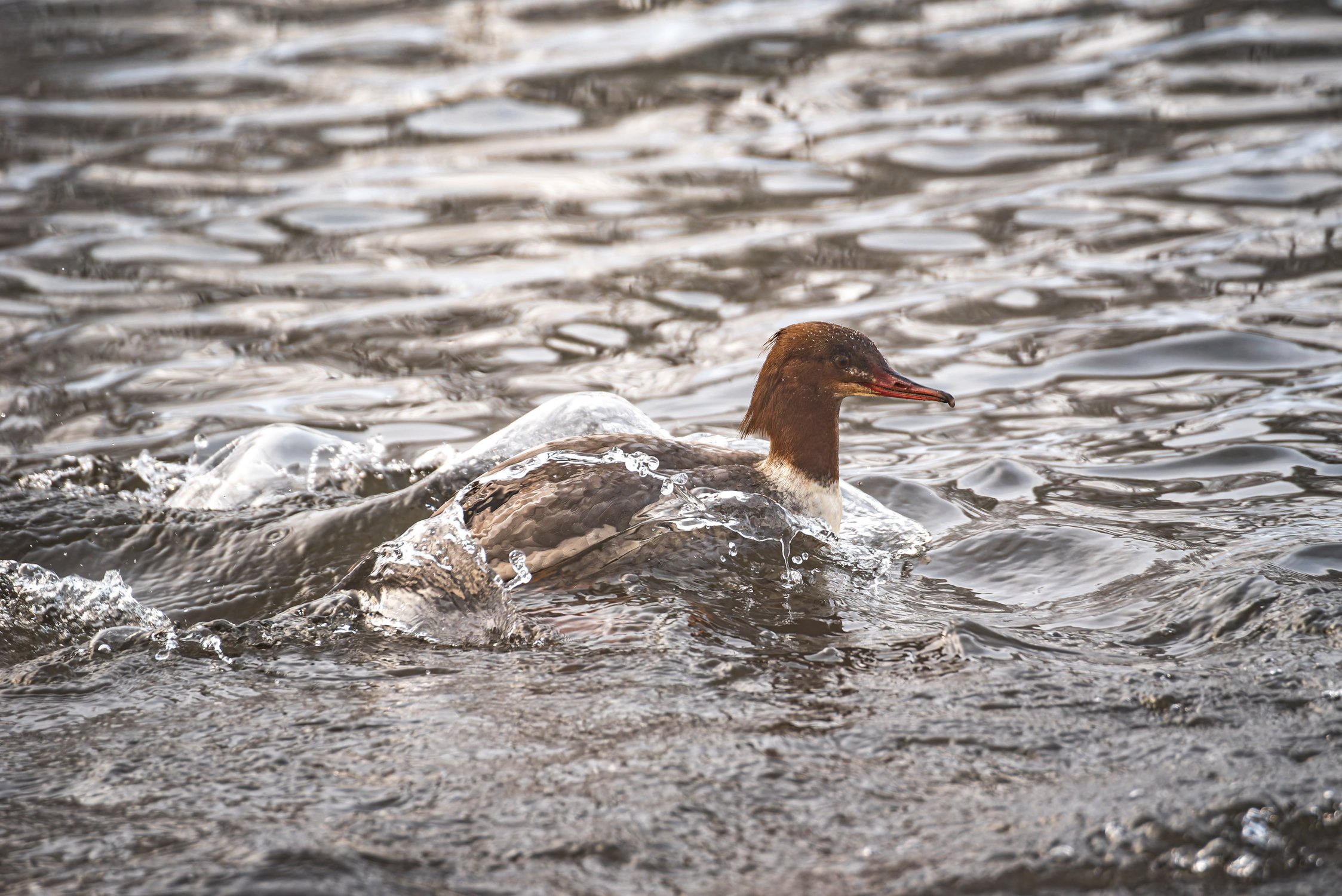 Крохалиха поднимает волну