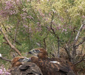 Птенцы курганника