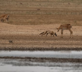 Давай знакомиться?