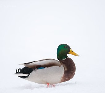 Портрет кряквы