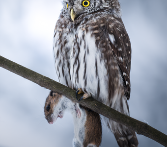 Воробьиный сыч (Glaucidium passerinum)