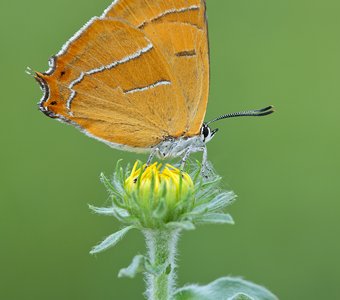 Зефир берёзовый