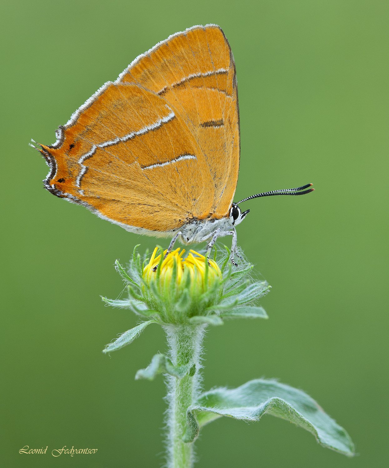 Зефир берёзовый