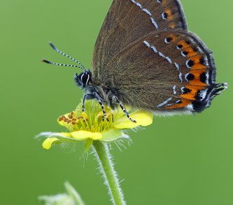 Хвостатка сливовая