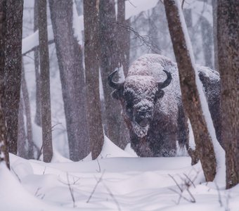 Властелин заснеженного леса