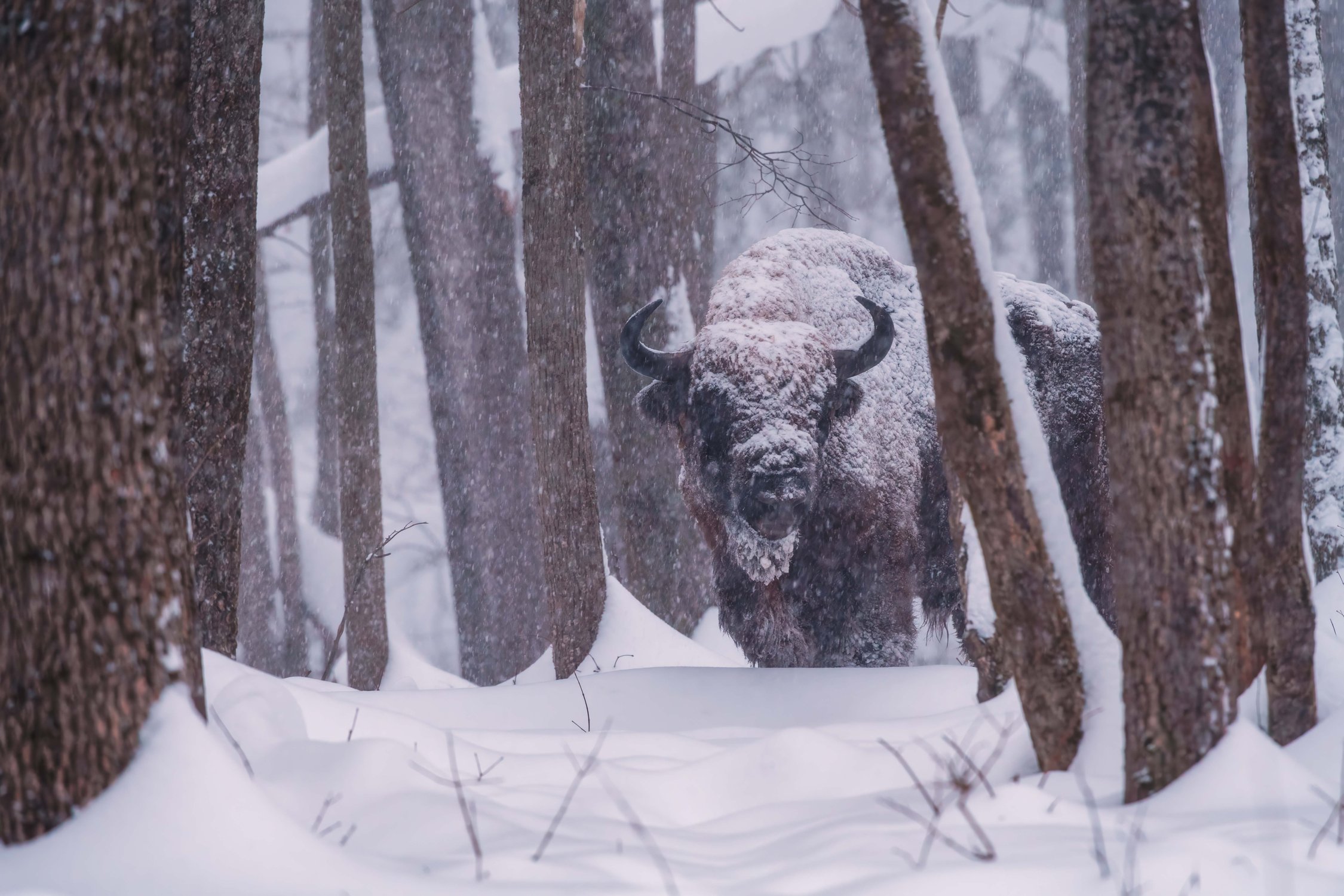 Властелин заснеженного леса