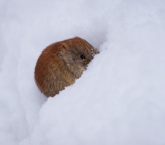 Мышка-норушка