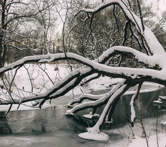 Снег. Зима. Природа