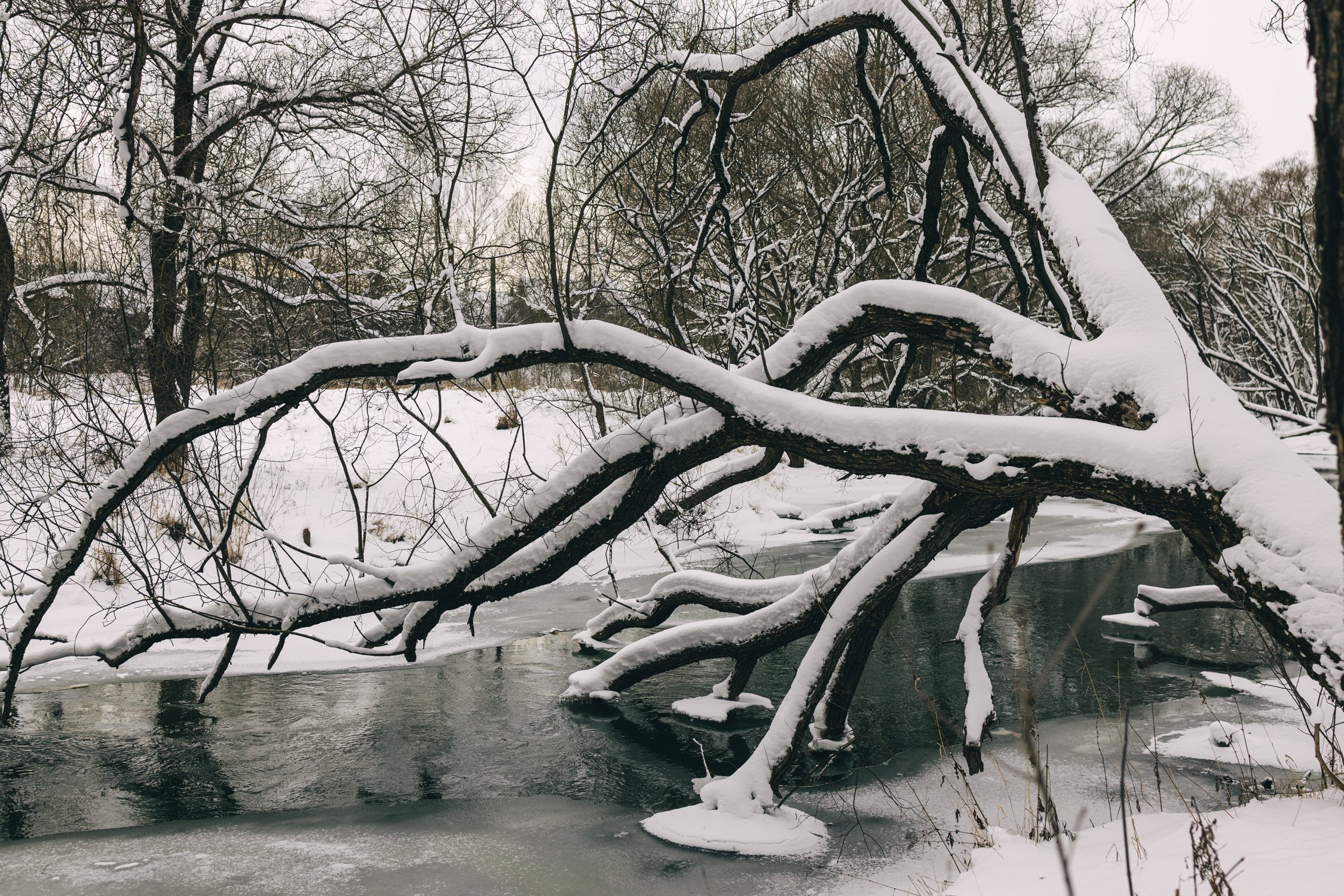 Снег. Зима. Природа