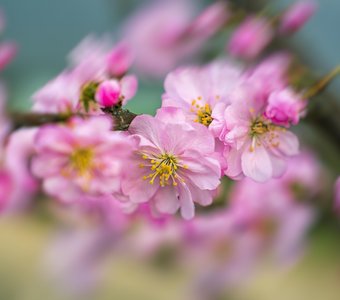 Был месяц май...