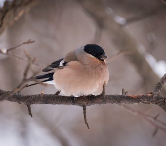 Снегирь (самка)