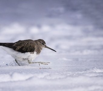 И снег ему по колено.