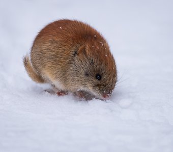 Обыкновенная полёвка
