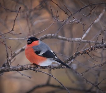 Обыкновенный снегирь