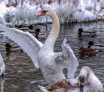 Зимующие лебеди