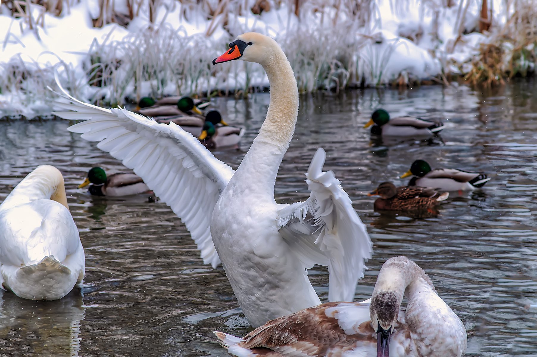 Зимующие лебеди