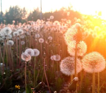 Одуванчики на закате