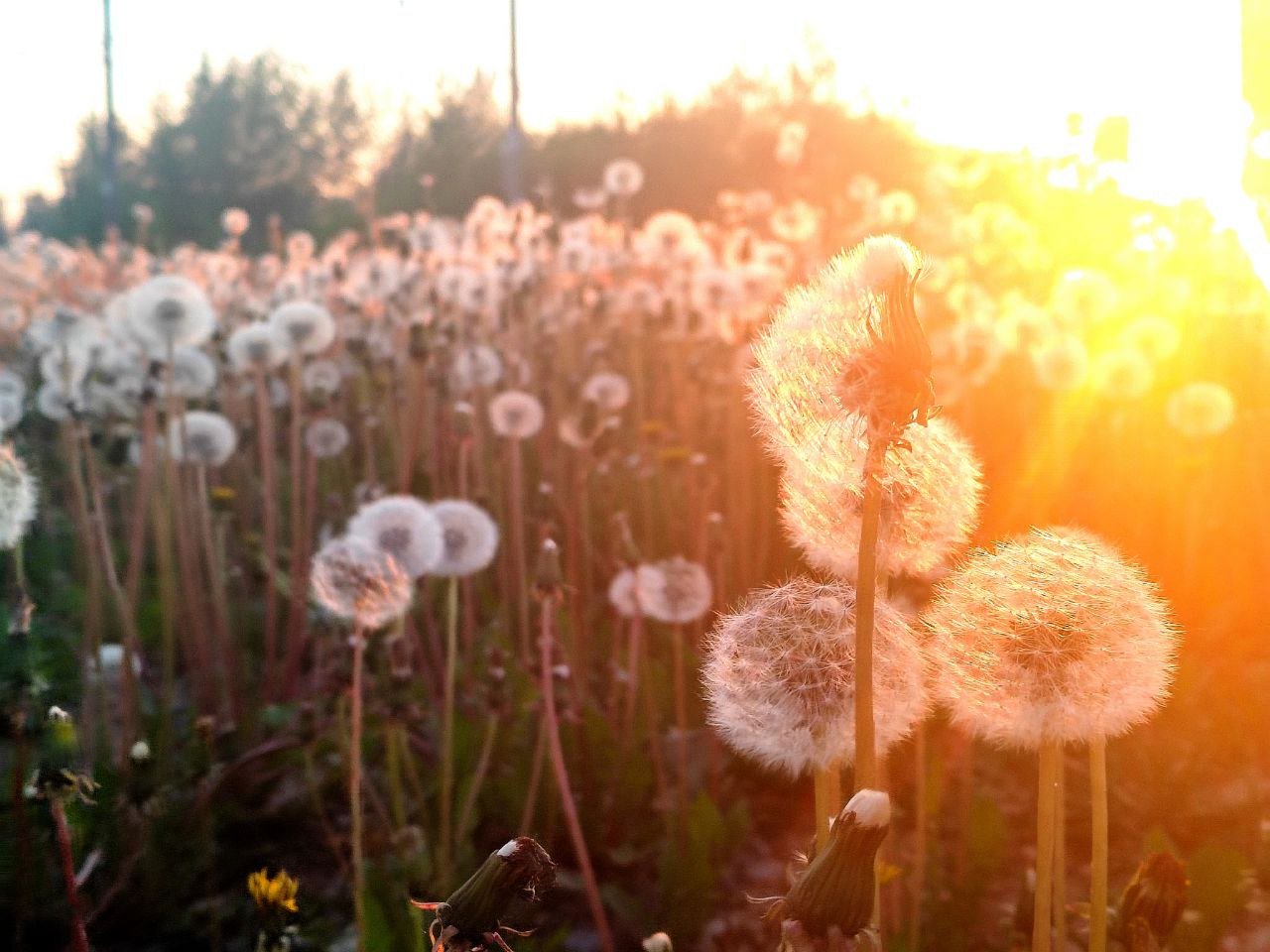Одуванчики на закате