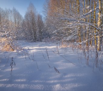 Тишина  в зимнем лесу