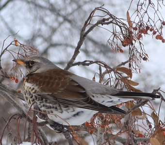 Дрозд рябинник