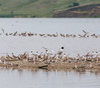 Птичий базар