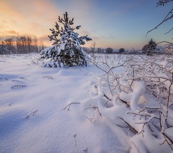 В лесу родилась ёлочка..!