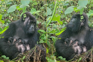 Чудо в джунглях: в африканском нацпарке родились редчайшие близнецы-гориллы