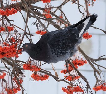 Голубь на рябине