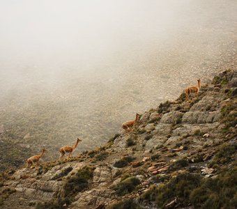 Викуньи в Андах