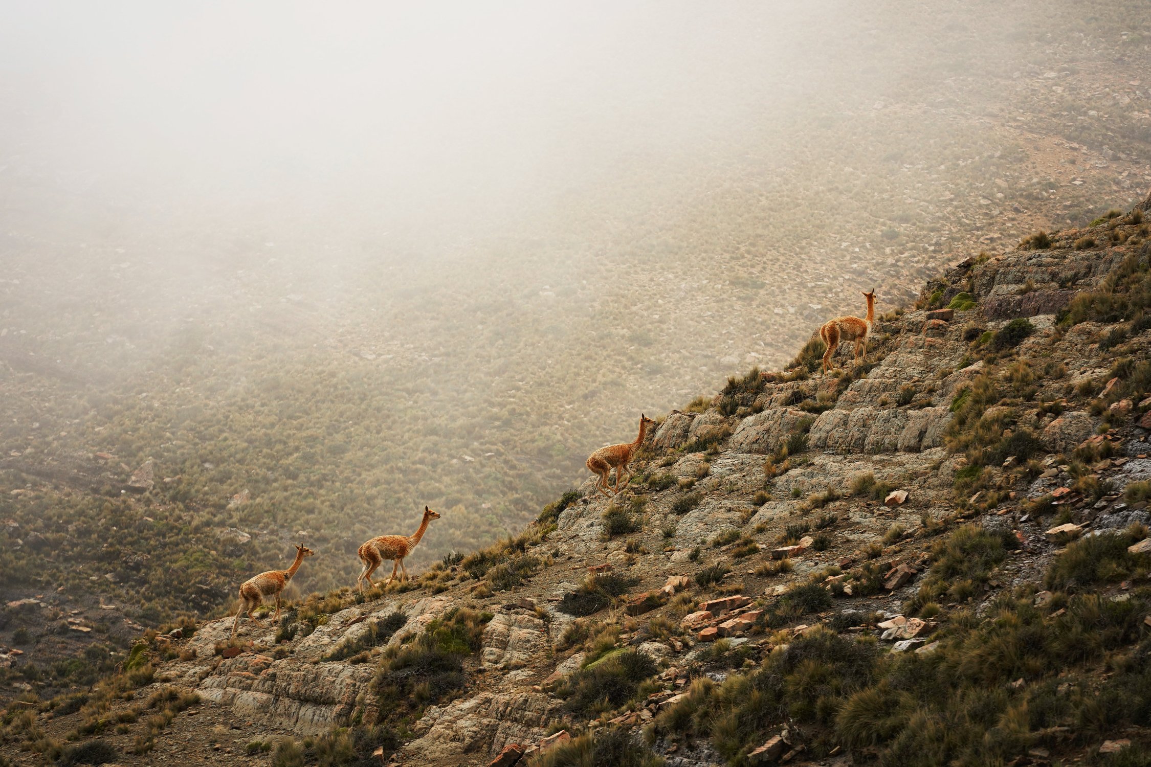 Викуньи в Андах