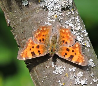 Углокрыльница c-белое