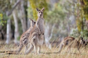 В Австралии кенгуру помешал посадке самолета